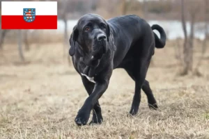 Read more about the article Fila Brasileiro crescători și căței în Thuringia