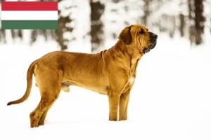 Read more about the article Fila Brasileiro crescători și căței în Ungaria