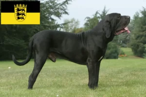 Read more about the article Fila Brasileiro crescători și căței în Baden-Württemberg