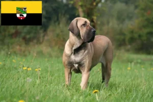 Read more about the article Fila Brasileiro crescători și căței în Saxonia-Anhalt