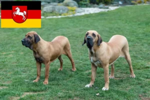 Read more about the article Fila Brasileiro crescători și căței în Saxonia Inferioară