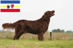 Read more about the article Flat Coated Retriever crescători și căței în Mecklenburg-Vorpommern