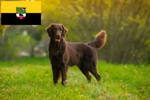 Read more about the article Flat Coated Retriever crescători și căței în Saxonia-Anhalt