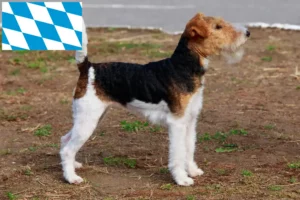 Read more about the article Fox Terrier crescători și căței în Bavaria