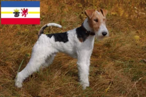 Read more about the article Fox Terrier crescători și căței în Mecklenburg-Vorpommern