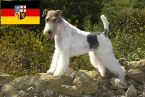 Read more about the article Fox Terrier crescători și căței în Saarland