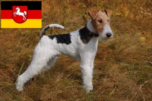 Read more about the article Fox Terrier crescători și căței în Saxonia Inferioară