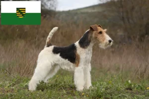 Read more about the article Fox Terrier crescători și căței în Saxonia