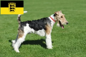 Read more about the article Fox Terrier crescători și căței în Baden-Württemberg