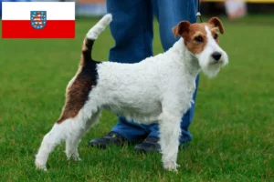 Read more about the article Fox Terrier crescători și căței în Thuringia