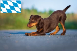 Read more about the article German Hunting Terrier crescători și căței în Bavaria