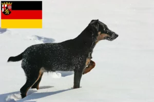 Read more about the article German Hunting Terrier crescători și căței în Renania-Palatinat