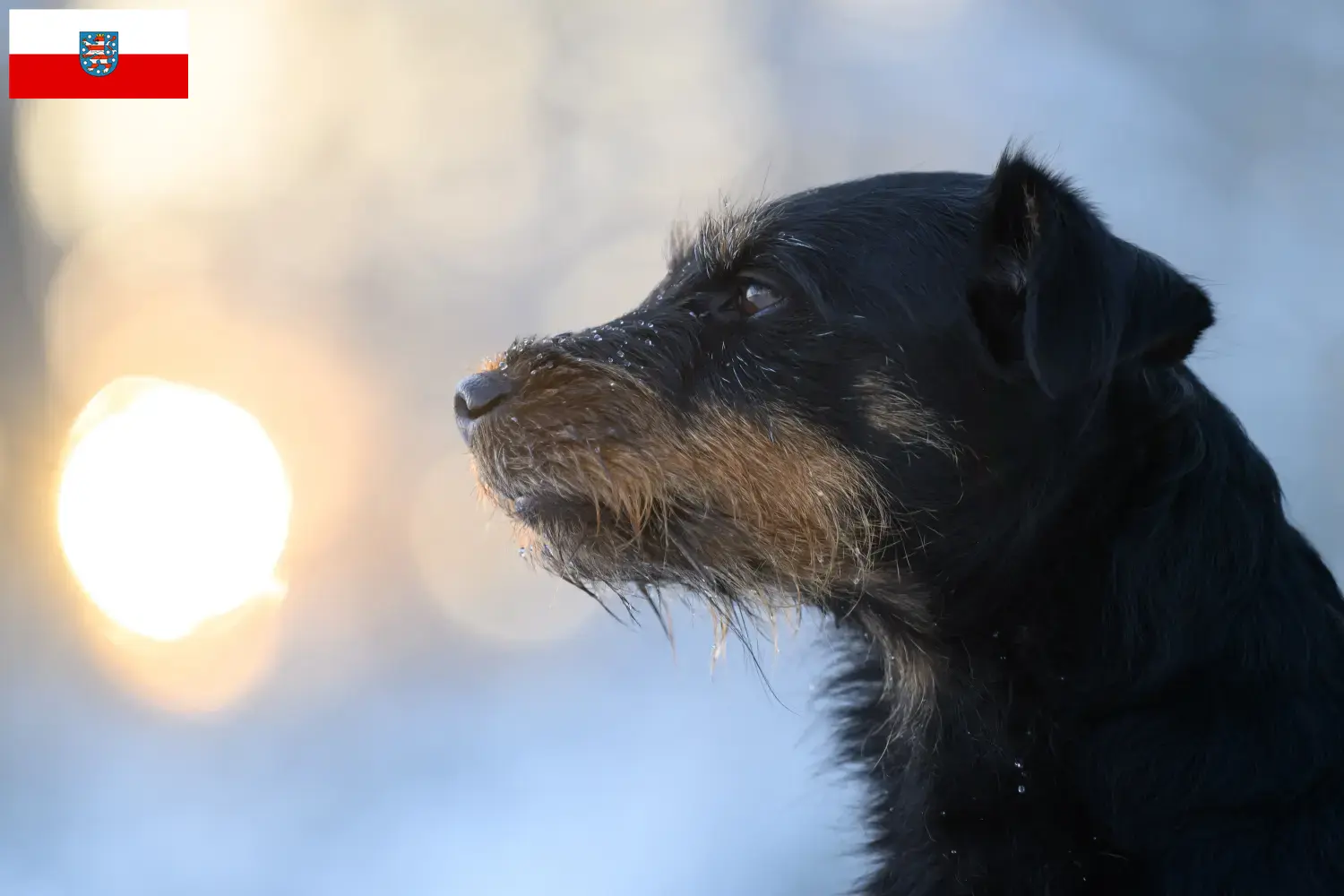 Read more about the article German Hunting Terrier crescători și căței în Thuringia