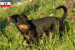 Read more about the article German Hunting Terrier crescători și căței în Mecklenburg-Vorpommern