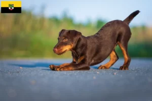 Read more about the article German Hunting Terrier crescători și căței în Saxonia-Anhalt