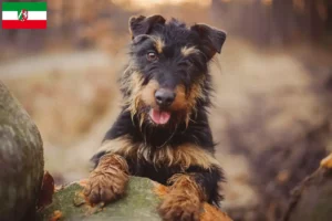 Read more about the article German Hunting Terrier crescători și căței în Renania de Nord-Westfalia