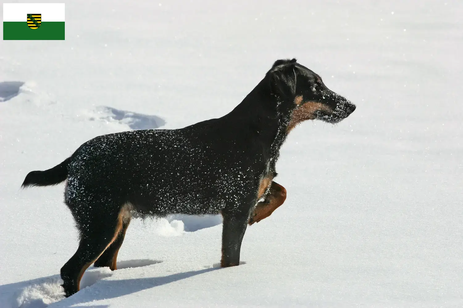 Read more about the article German Hunting Terrier crescători și căței în Saxonia