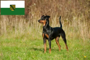 Read more about the article Crescători de Pinscher German și căței în Saxonia