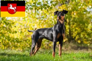 Read more about the article Crescători de Pinscher German și căței în Saxonia Inferioară