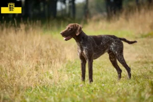 Read more about the article German Shorthair crescători și căței în Baden-Württemberg