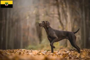 Read more about the article German Shorthair crescători și căței în Saxonia-Anhalt