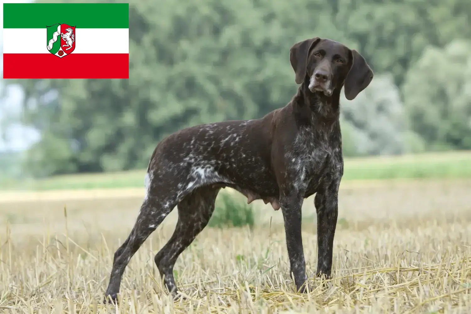 Read more about the article German Shorthair crescători și căței în Renania de Nord-Westfalia