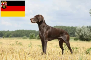 Read more about the article German Shorthair crescători și căței în Renania-Palatinat