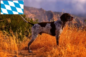 Read more about the article German Shorthair crescători și căței în Bavaria