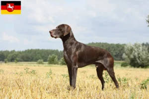 Read more about the article German Shorthair crescători și căței în Saxonia Inferioară