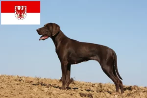 Read more about the article German Shorthair crescători și căței în Brandenburg