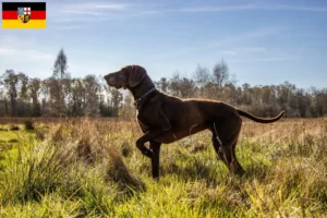 Read more about the article German Shorthair crescători și căței în Saarland