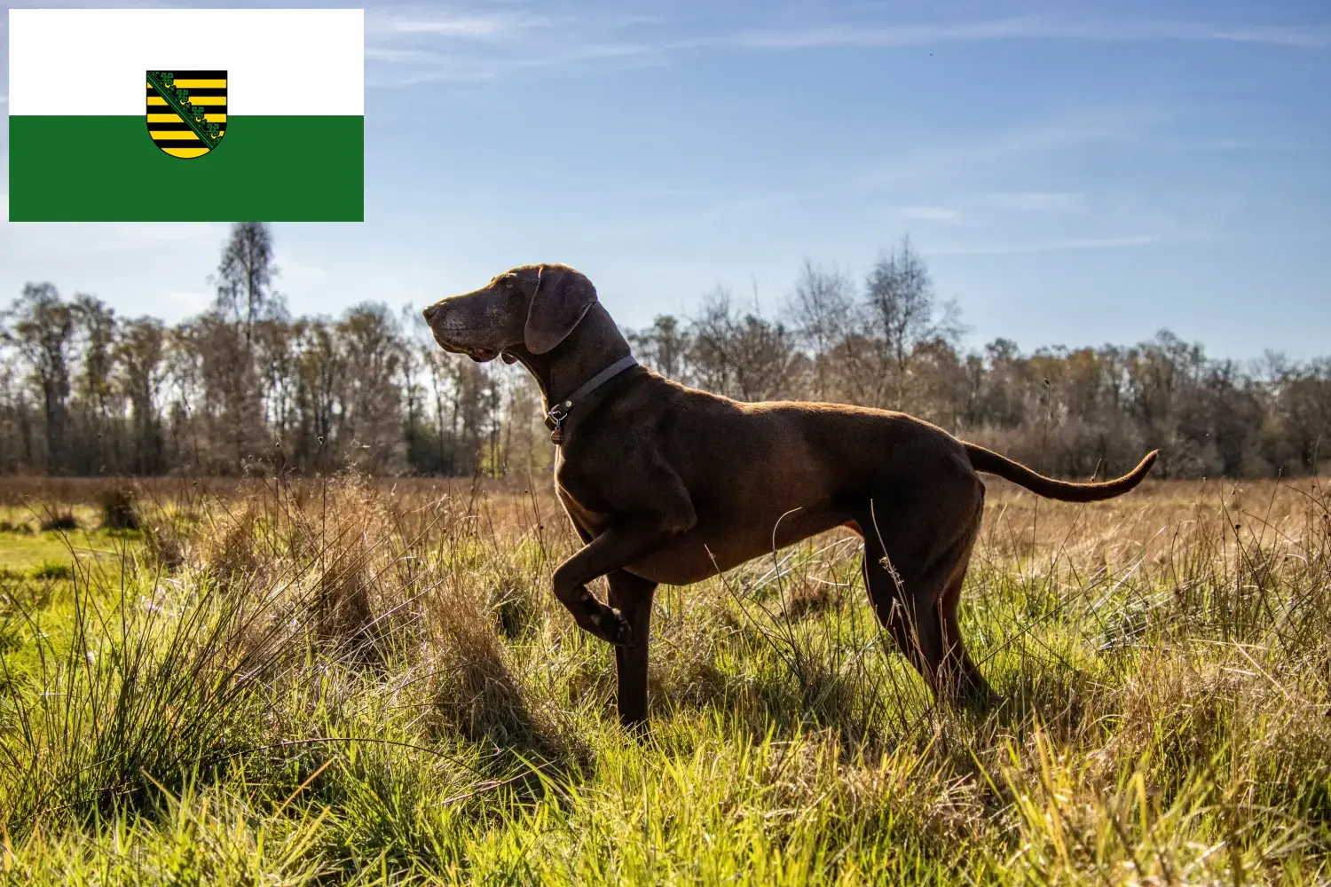 Read more about the article German Shorthair crescători și căței în Saxonia