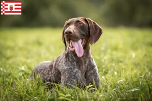 Read more about the article German Shorthair crescători și căței în Bremen