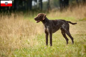 Read more about the article German Shorthair crescători și căței în Thuringia