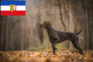 Read more about the article German Shorthair crescători și căței în Schleswig-Holstein