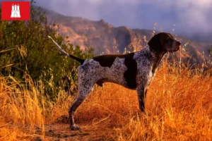 Read more about the article German Shorthair crescători și căței în Hamburg