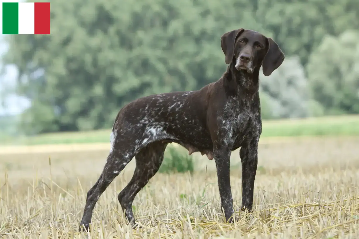 Read more about the article German Shorthair crescători și căței în Italia