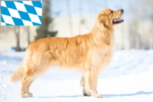 Read more about the article Golden Retriever crescători și căței în Bavaria