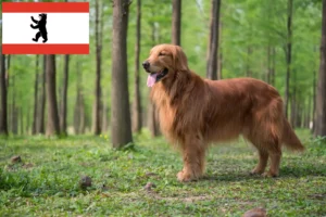 Read more about the article Golden Retriever crescători și căței în Berlin