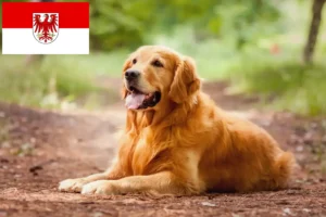 Read more about the article Golden Retriever crescători și căței în Brandenburg