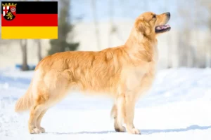 Read more about the article Golden Retriever crescători și căței în Renania-Palatinat