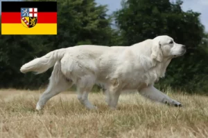 Read more about the article Golden Retriever crescători și căței în Saarland