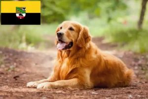 Read more about the article Golden Retriever crescători și căței în Saxonia-Anhalt