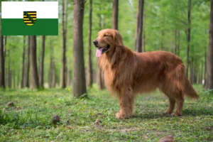 Read more about the article Golden Retriever crescători și căței în Saxonia