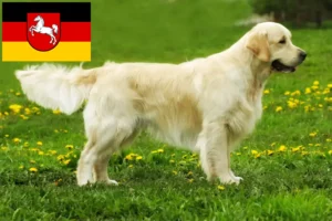 Read more about the article Golden Retriever crescători și căței în Saxonia Inferioară