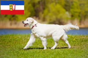 Read more about the article Golden Retriever crescători și căței în Schleswig-Holstein