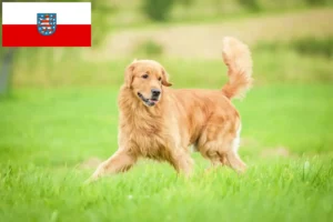 Read more about the article Golden Retriever crescători și căței în Thuringia