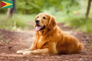 Read more about the article Crescători de Golden Retriever și căței în Guyana