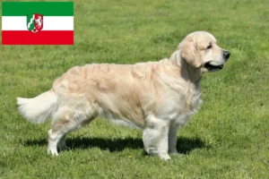 Read more about the article Golden Retriever crescători și căței în Renania de Nord-Westfalia