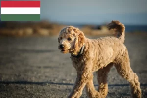 Read more about the article Goldendoodle crescători și căței în Ungaria